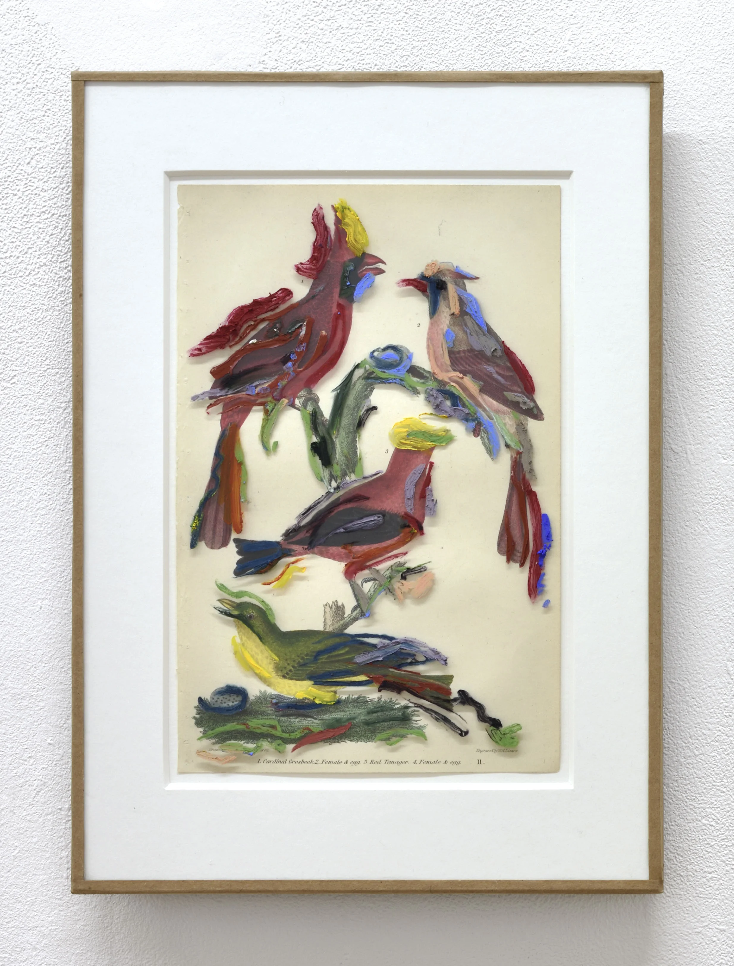 Red Tanager , 2019 after Alexander Wilson, 1832 oil on glass, chromolithograph 30 x 21 cm © Rebecca Fanuele private collection