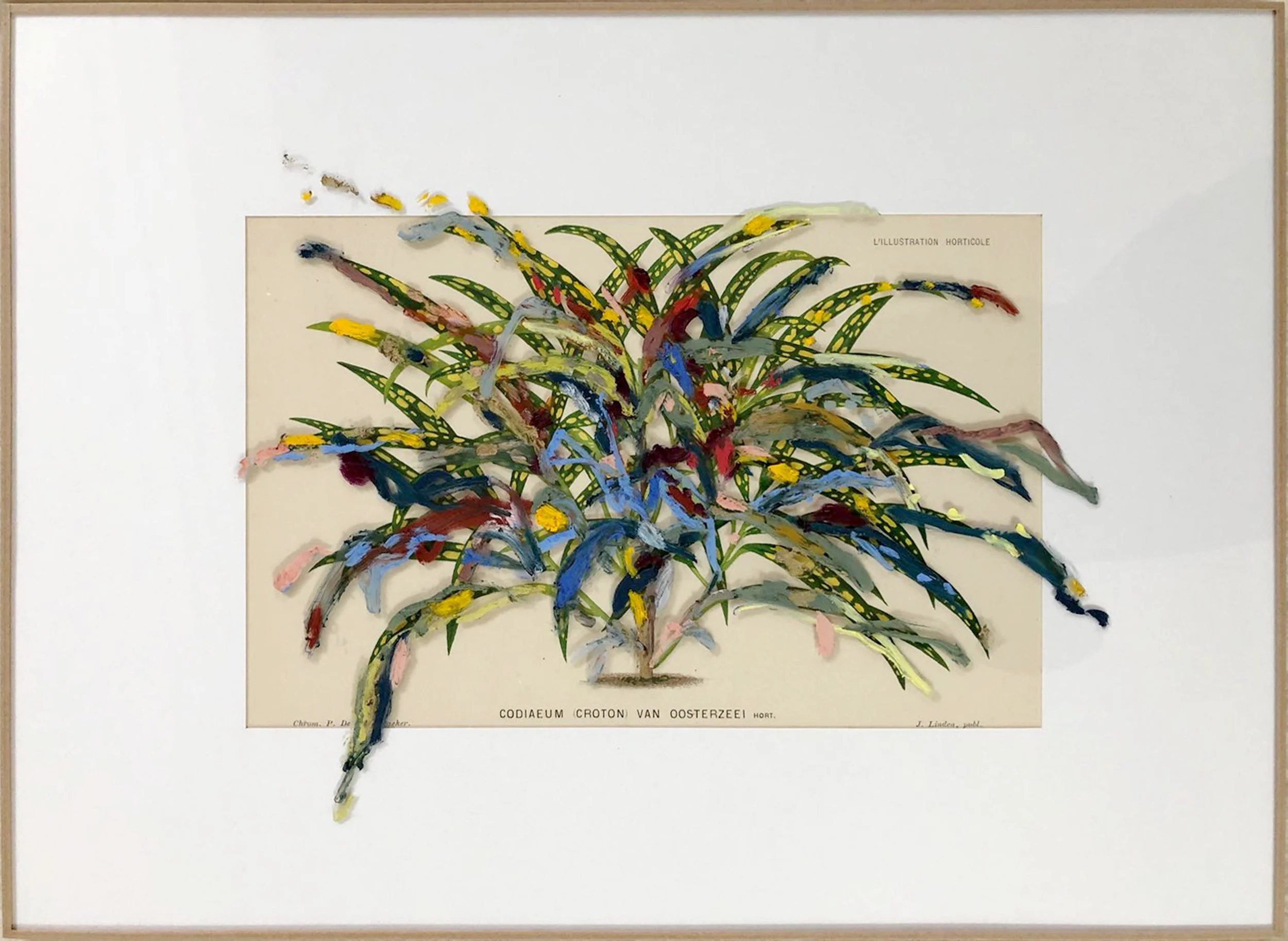 Codiaeum (Croton) van Oosterzeei , 2018 after Pieter de Pannemaeker oil on glass, chromolithograph image: 17 x 26,5 cm frame: 31,3 x 42,5 cm private collection