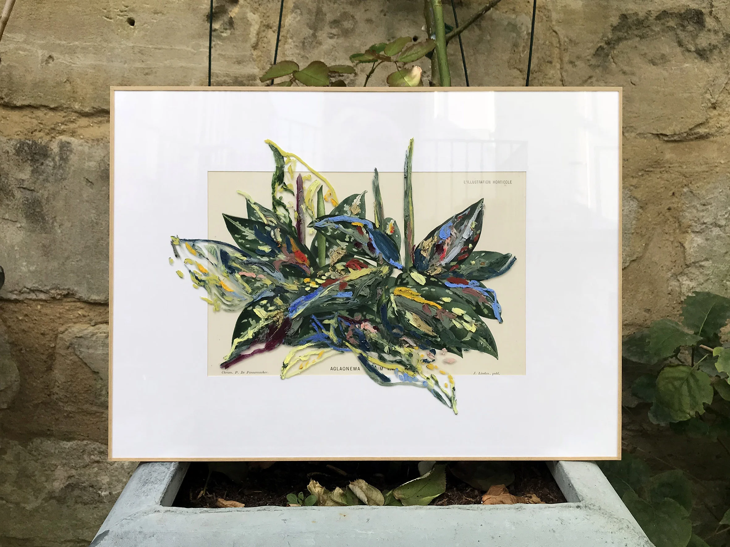 Aglaonema Pictum , 2018 after Pieter de Pannemaeker oil on glass, chromolithograph image: 17 x 26,5 cm frame: 31,3 x 42,5 cm