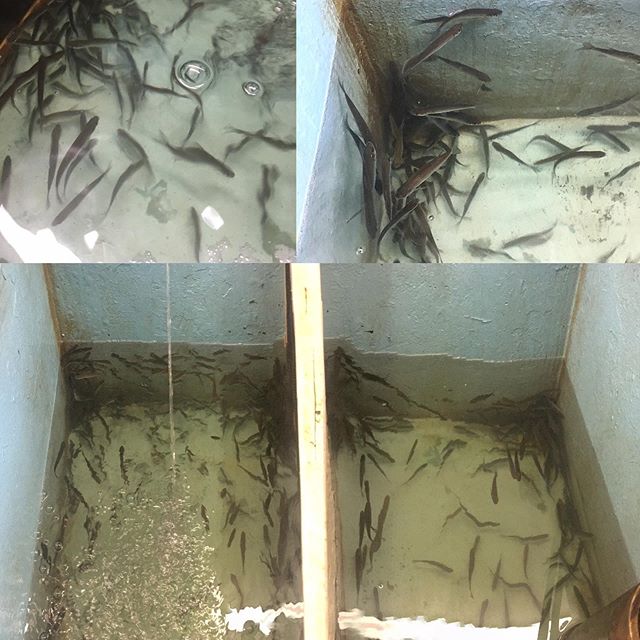 Time to find the ice! The tanks are filling up with water and bait now! Come on down and pick some up, we have smalls mediums and large, time to fish! #livebait #icefishing #frankslivebaitandtackle #ctfishing #fishingct #cticefishing #timetofish #hit