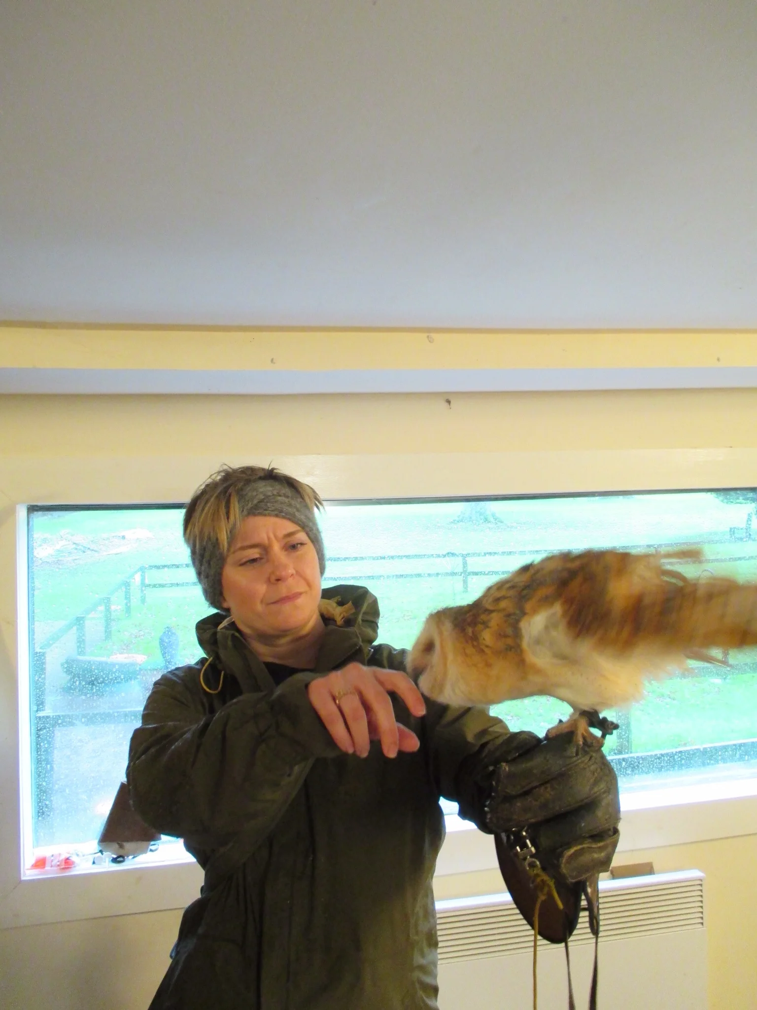This barn owl gently nibbled away at my fingers, checking for something good to eat.