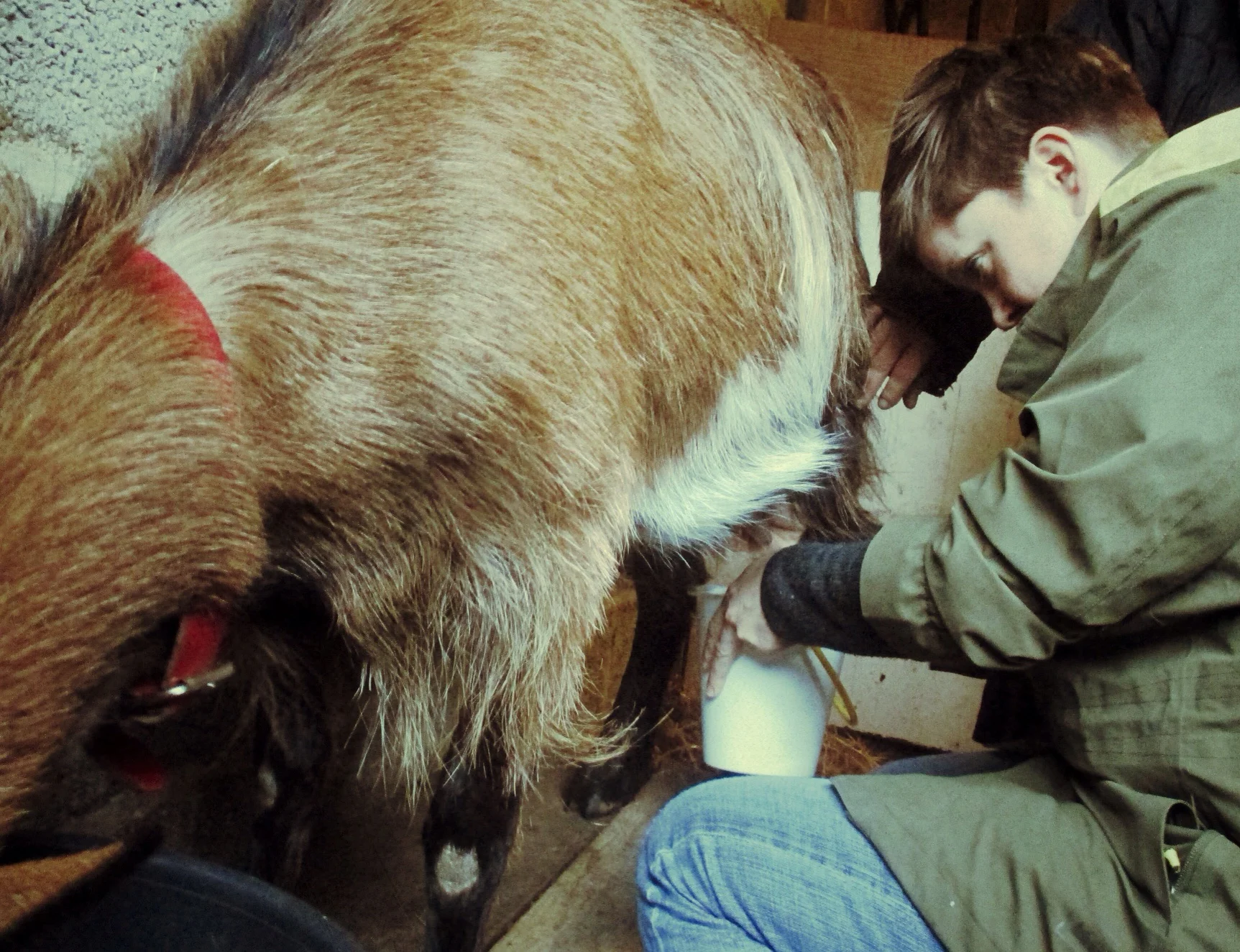 Nicola overseeing my milking attempt