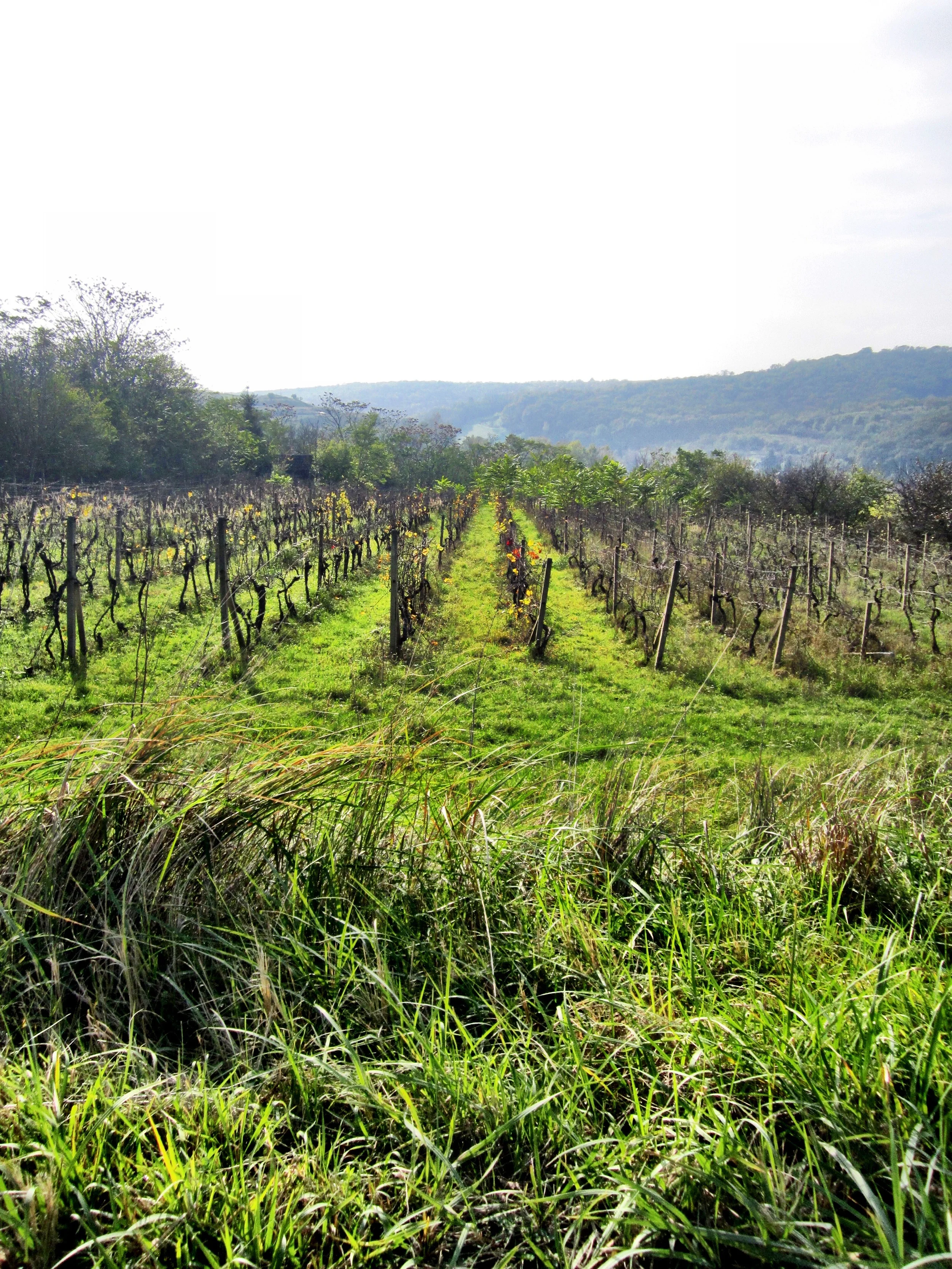 Looking out over the vineyards
