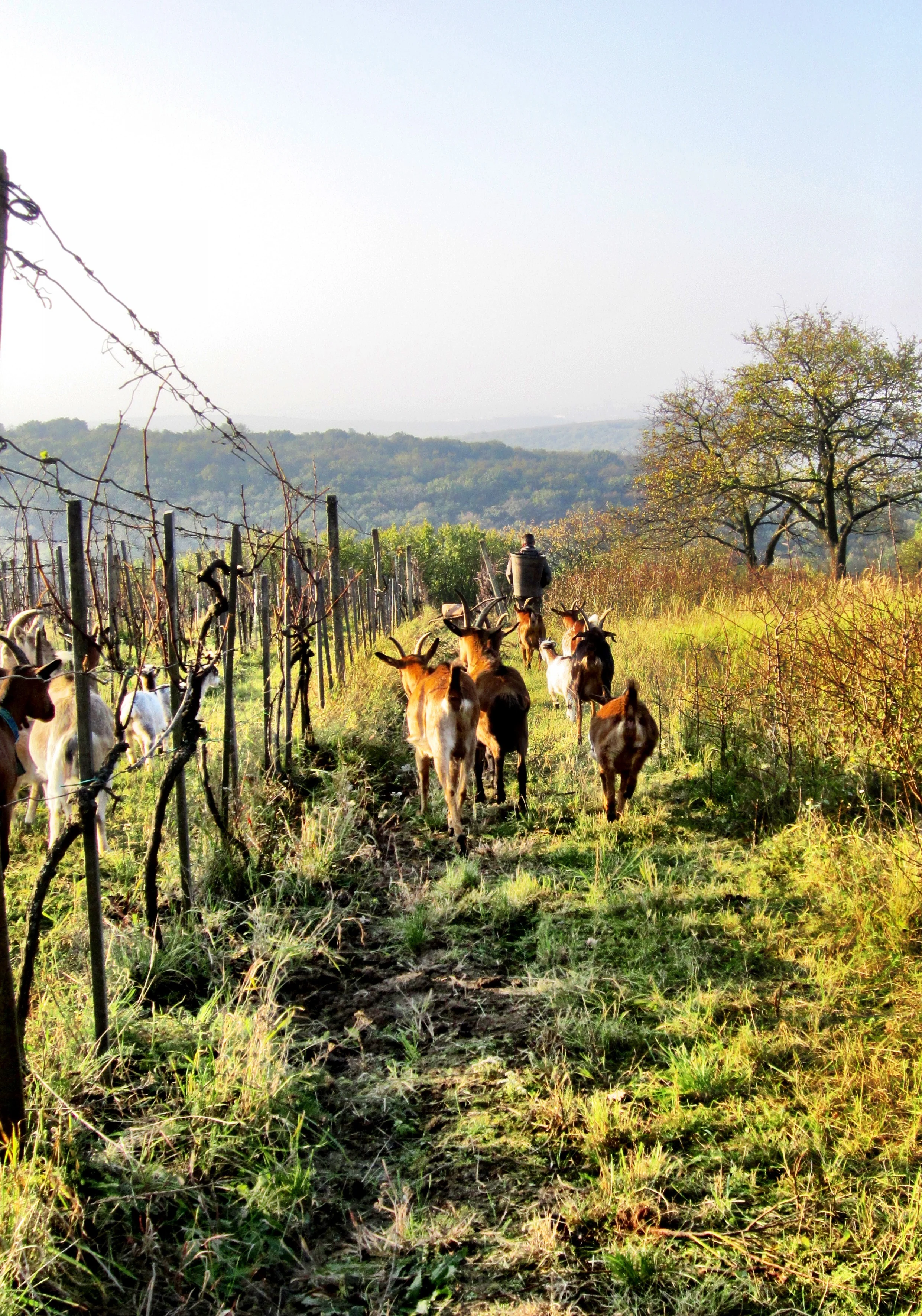 Richard Stavek leading the small herd through one of his many breathtaking vineyards. 
