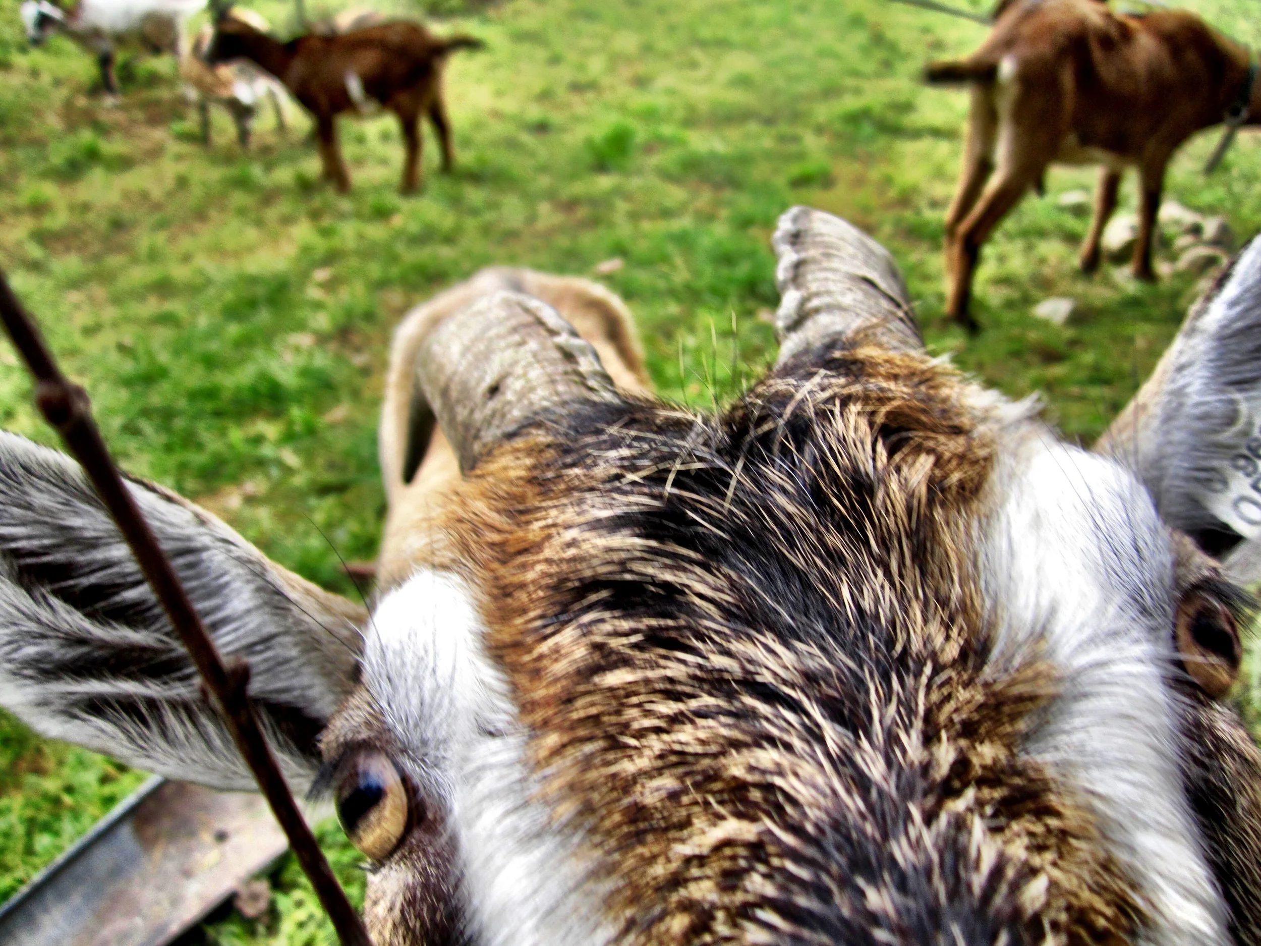 Gratuitous goat shot