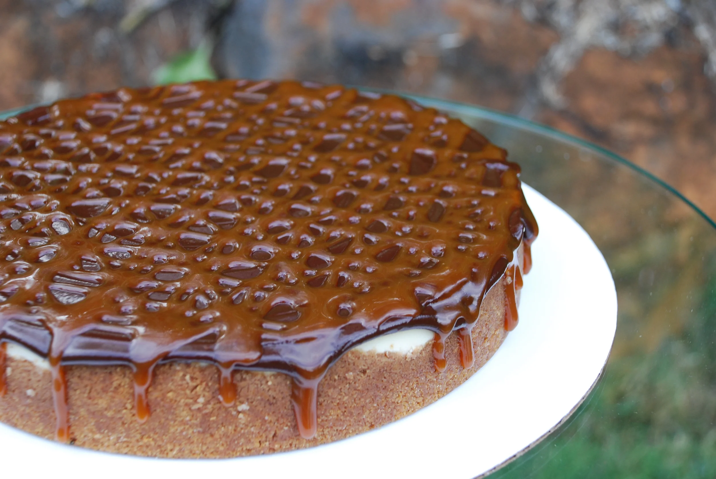 Turtle Cheesecake.JPG