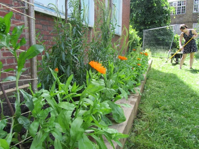 the dye bed at the Cordwainers Community Garden in Hackney East London