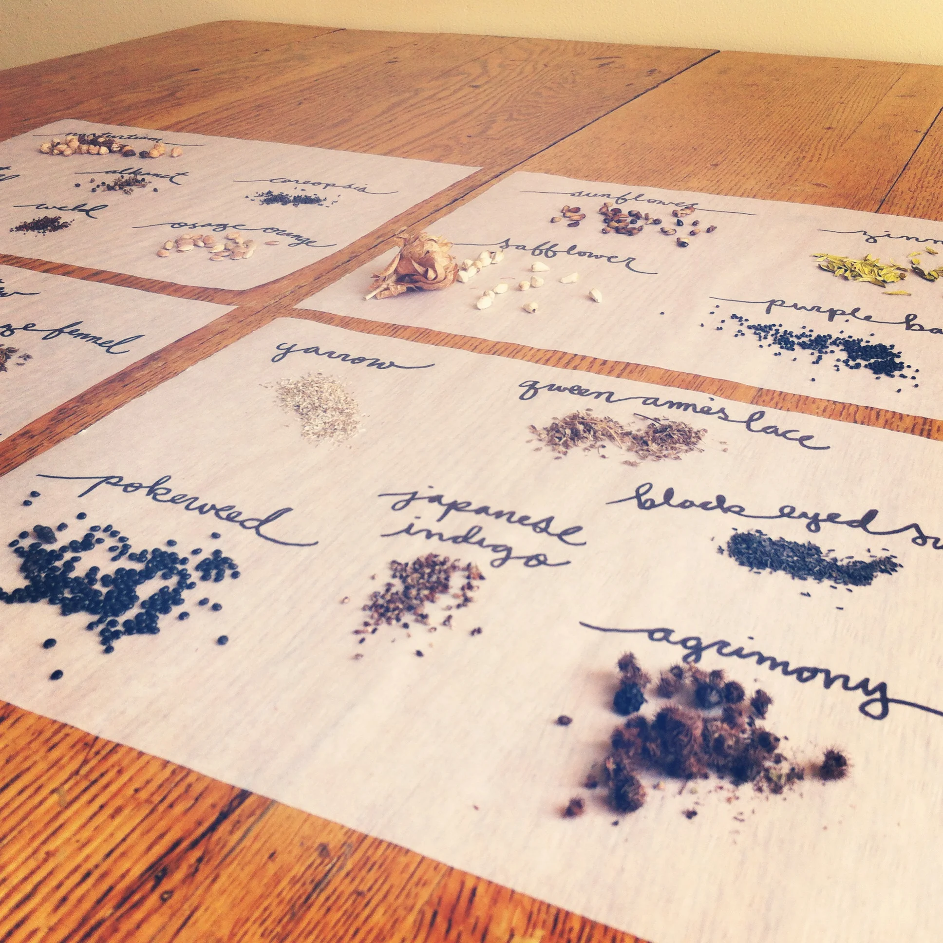 Sowing Seeds for Brooklyn Dye Gardens