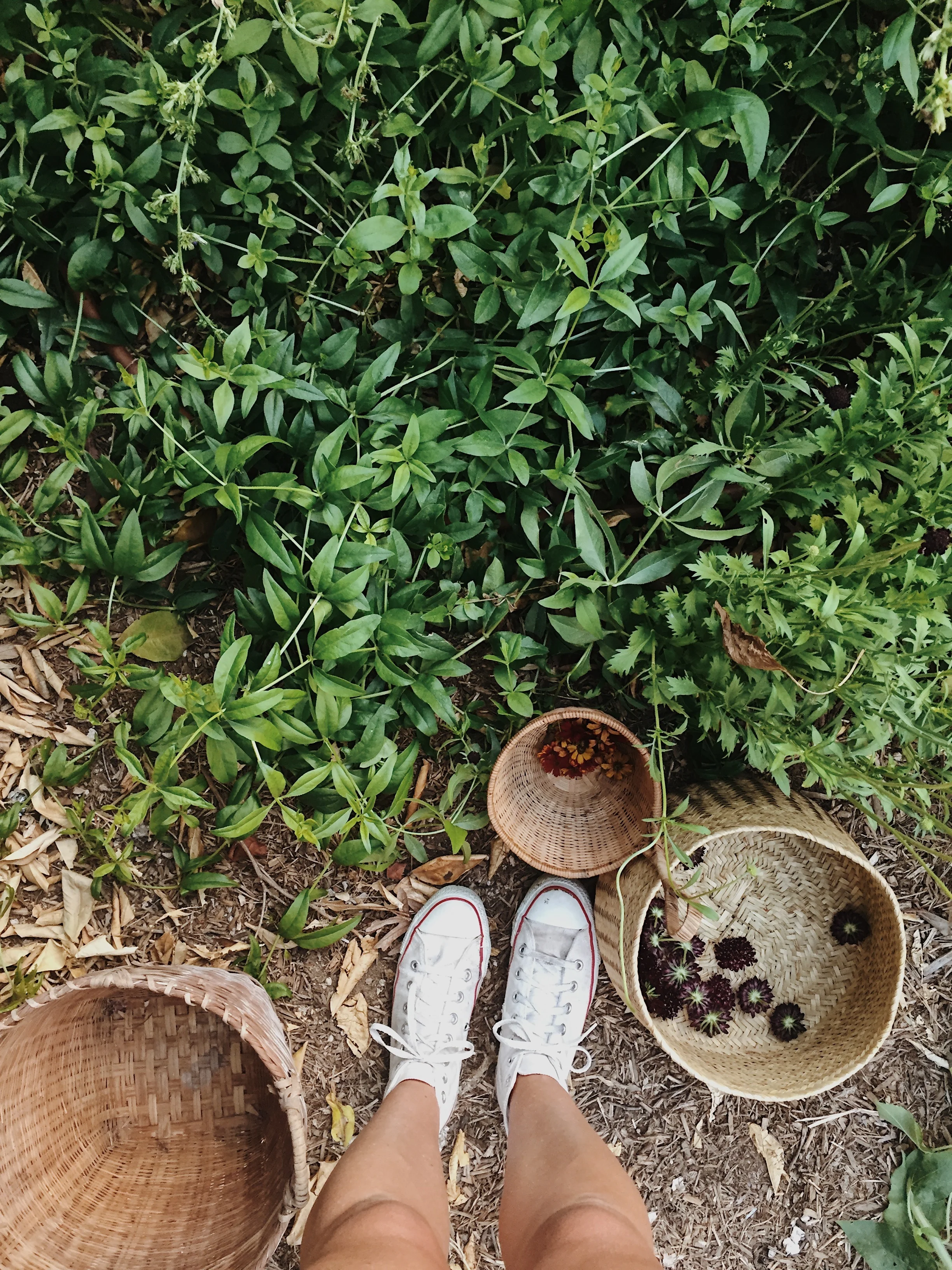 dye garden madder root