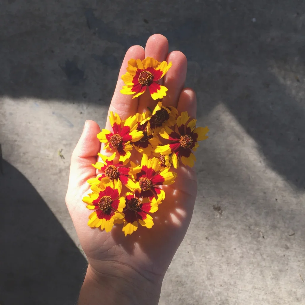 coreopsis from the dye garden