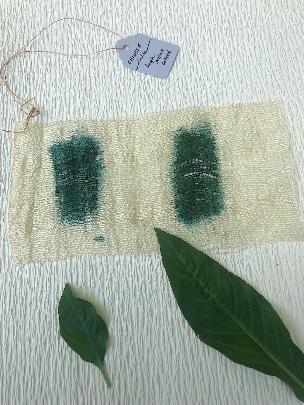  Testing young vs. older indigo leaves for color potential 