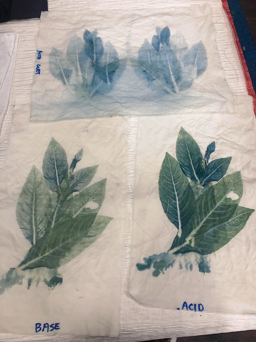  John's indigo leaf prints using pH modifications 