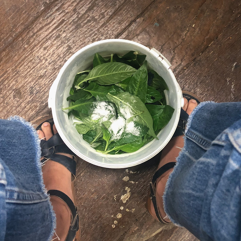   salt added to fresh indigo leaves before macerating with untreated wool  