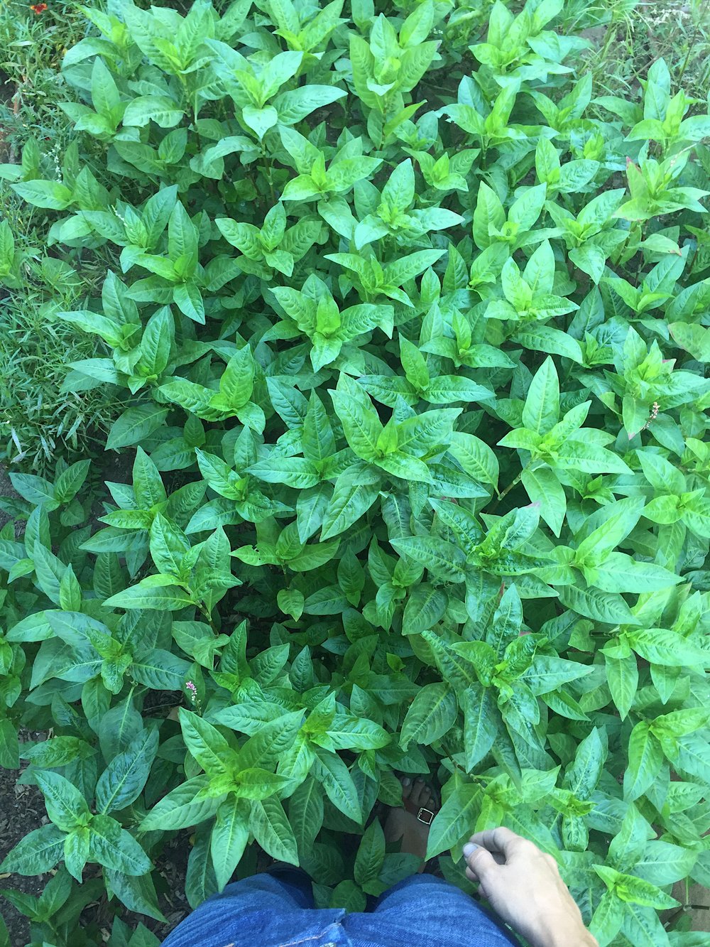  nearly waist high indigo in my garden 