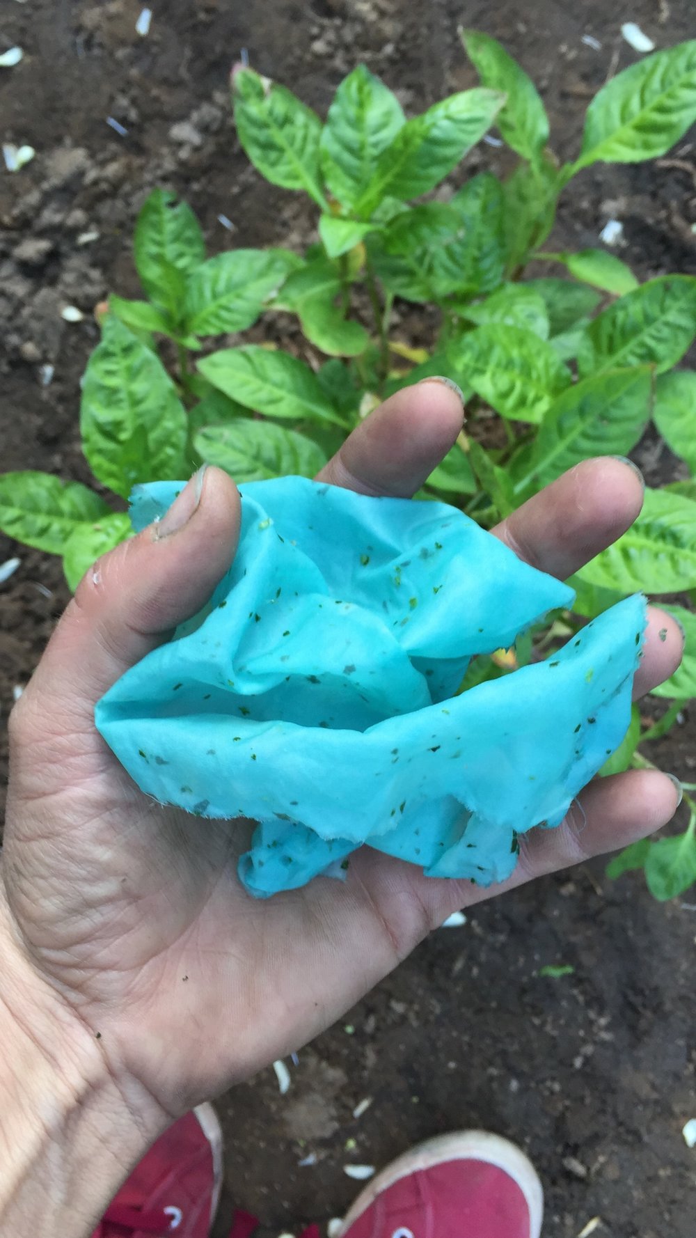  pinching plants in the spring encourages more leafy growth and allows for the first fresh leaf indigo dye session of the year 