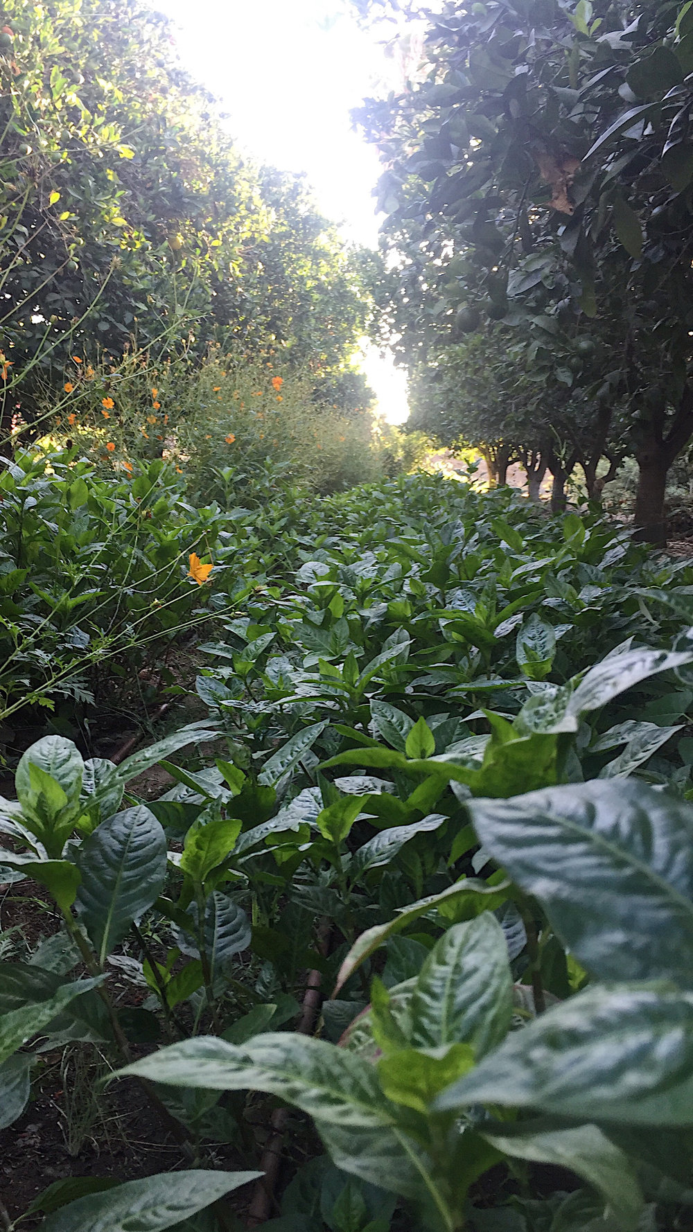  indigo plants growing between orange trees in my garden last year 2018 