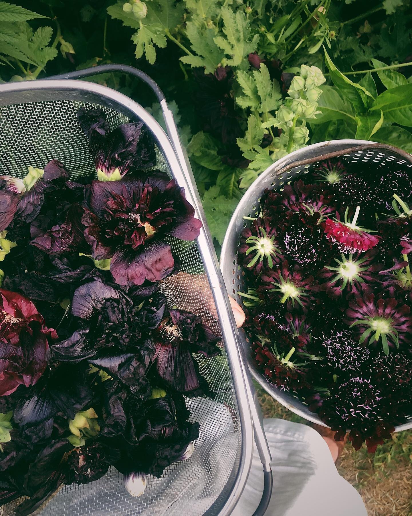 Got some beautiful anthocyanin surprise plans for my Flower Printing Workshop participants/recipients this Sunday 💜 if you weren&rsquo;t able to get in on the live class-  email me for info on obtaining the recording &amp; info-packed instructional 