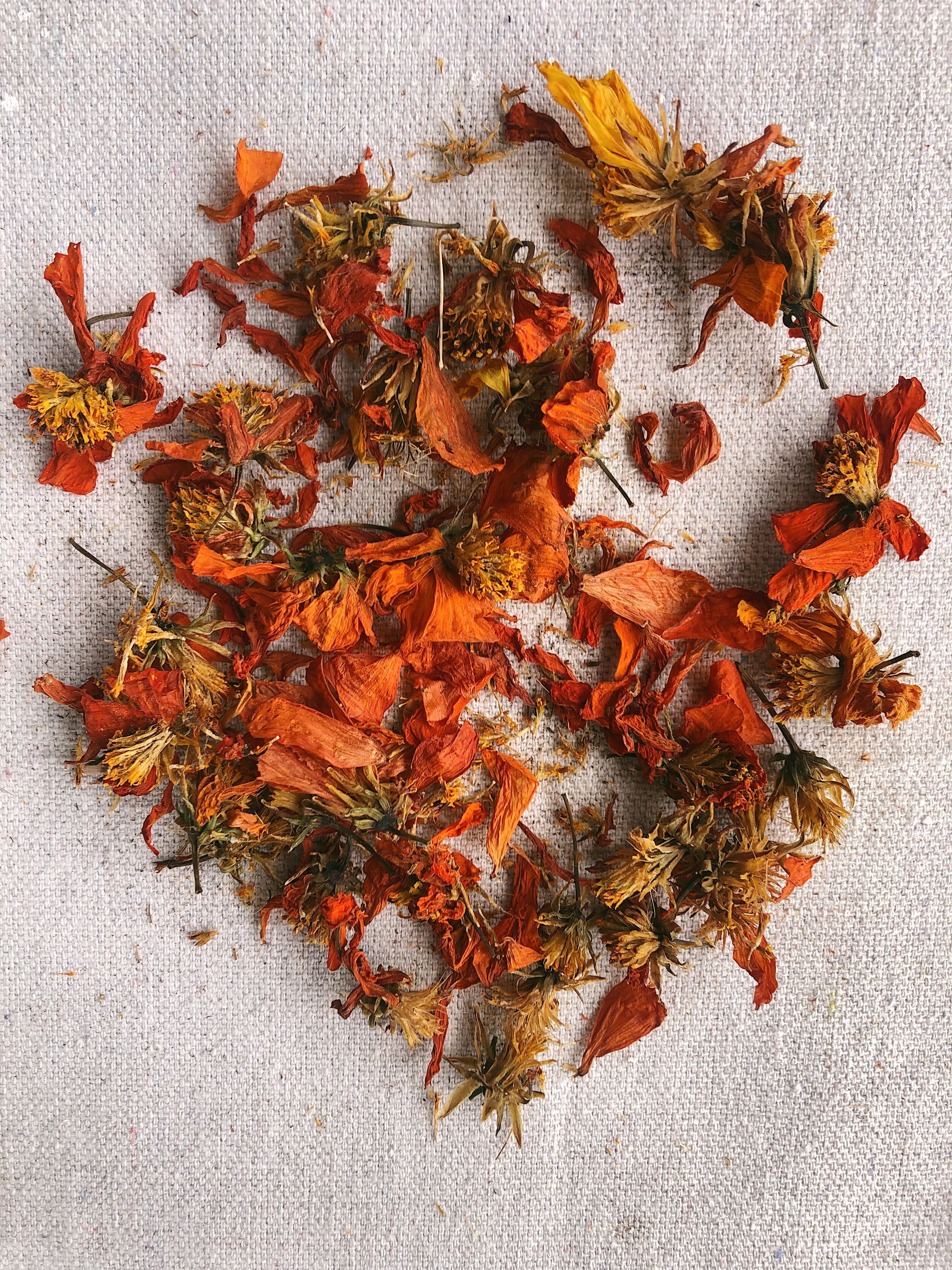 Natural Dyes - Sulfur Cosmos - Dried Flowers – The Yarn Tree - fiber, yarn  and natural dyes