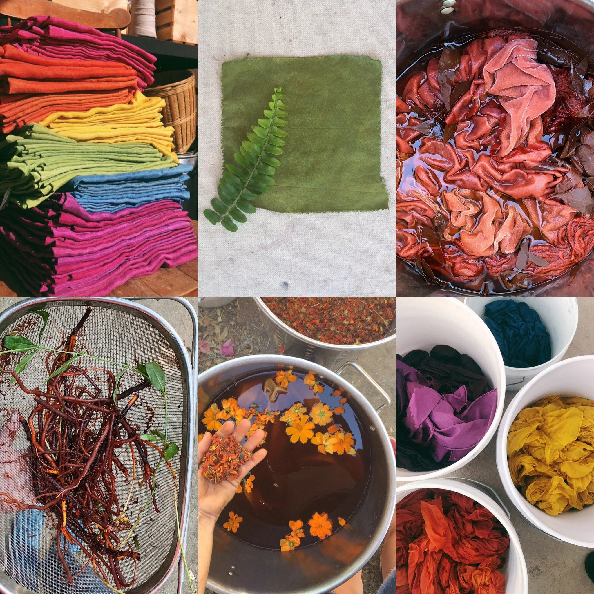 Extracting Color + Dyeing Fiber Workshop