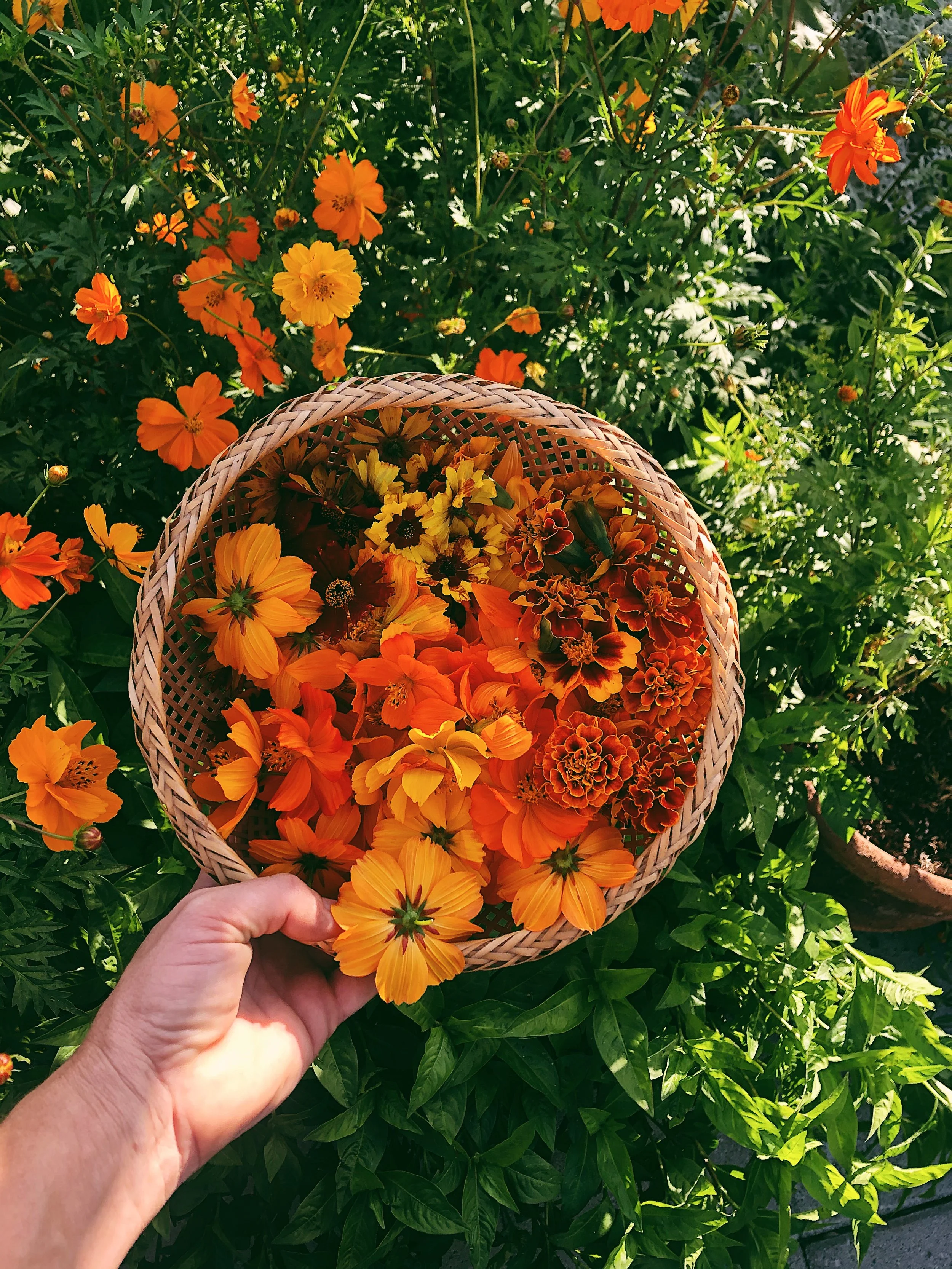 Cosmos Flowers Lesson