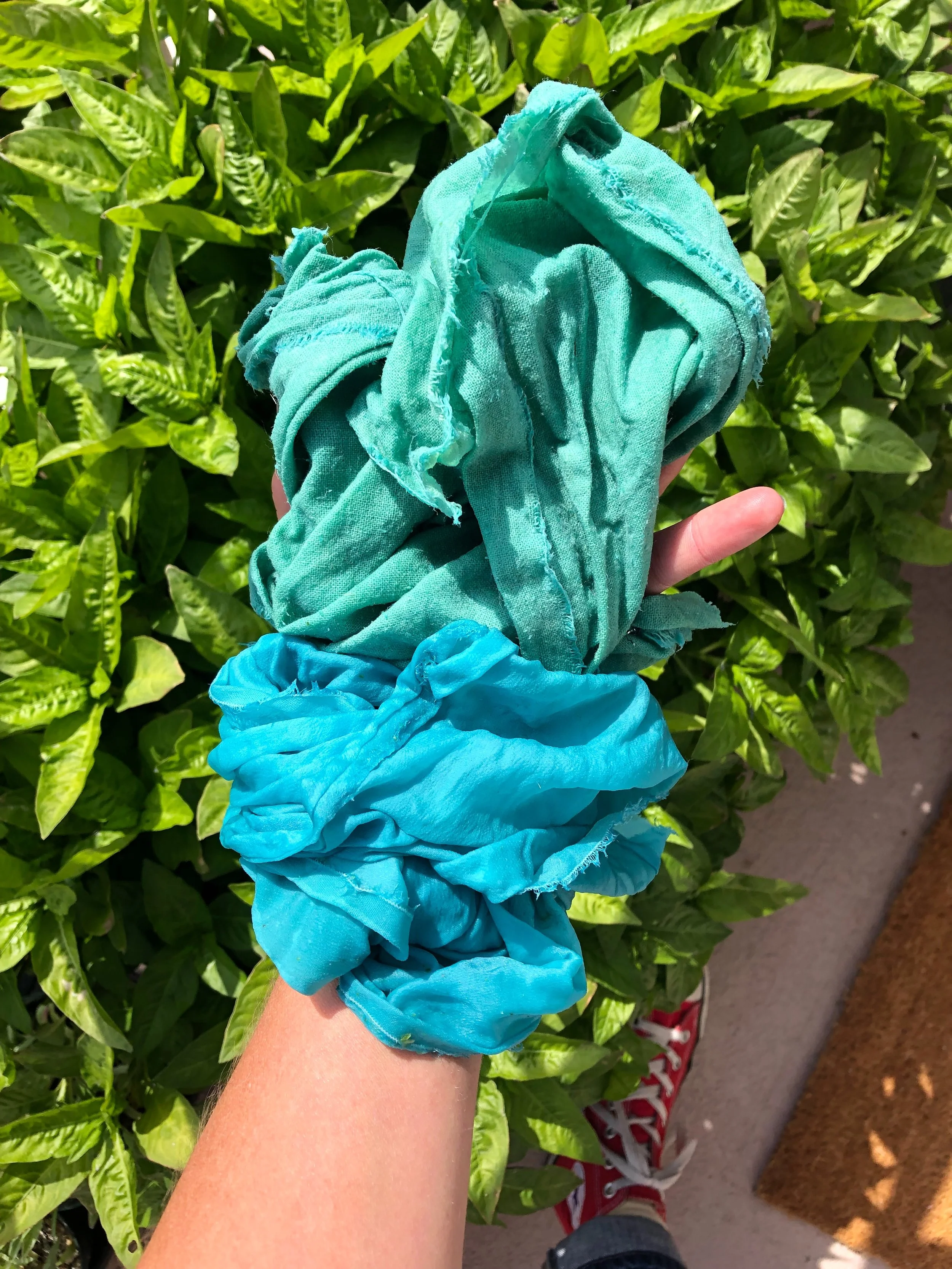 Fresh Indigo & Woad Lesson