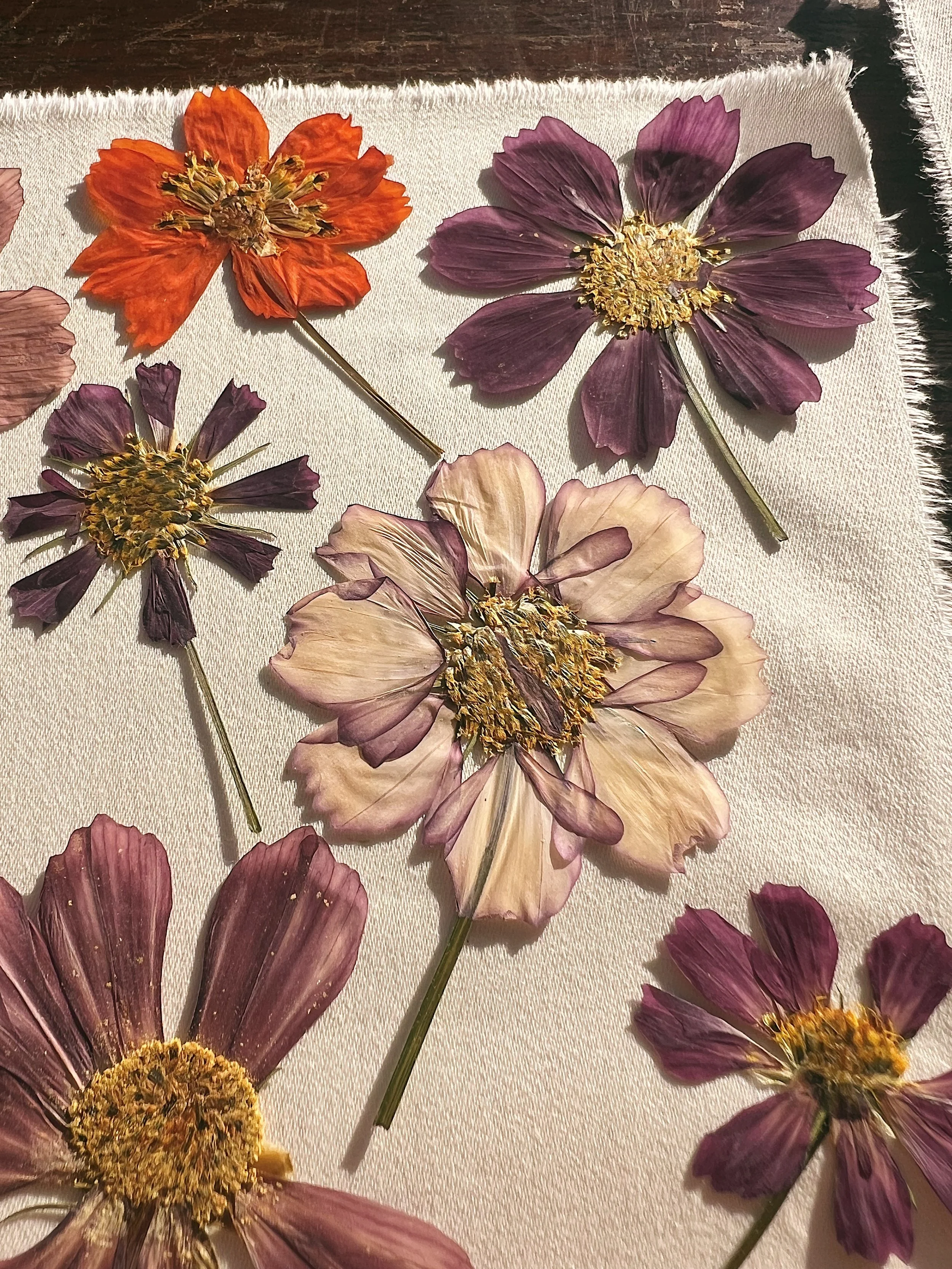 Large Pack- Pressed Dried Cosmos Flowers- 20 flowers — the dogwood