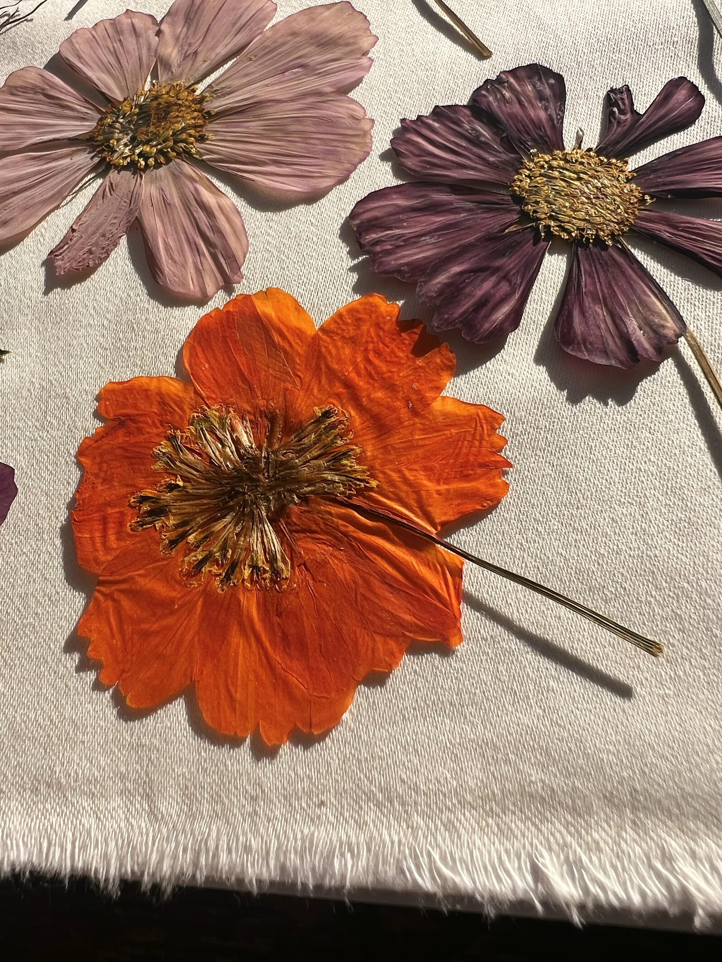 Large Pack- Pressed Dried Cosmos Flowers- 20 flowers — the dogwood