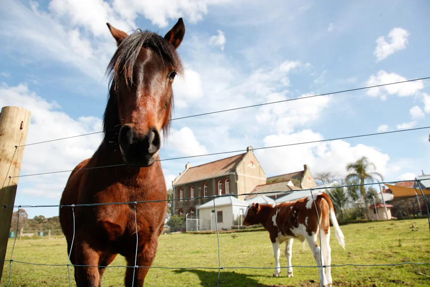 Collingwood Children's Farm