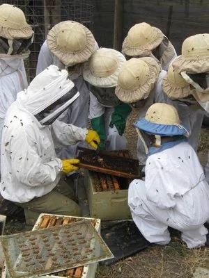 Bees2.jpg