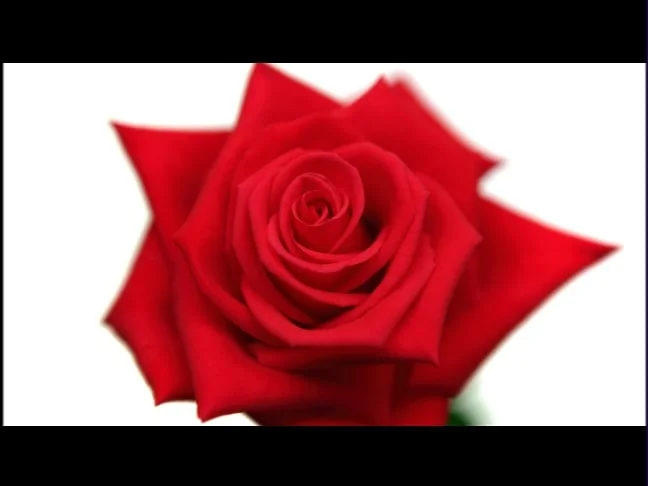 Rose Bowl