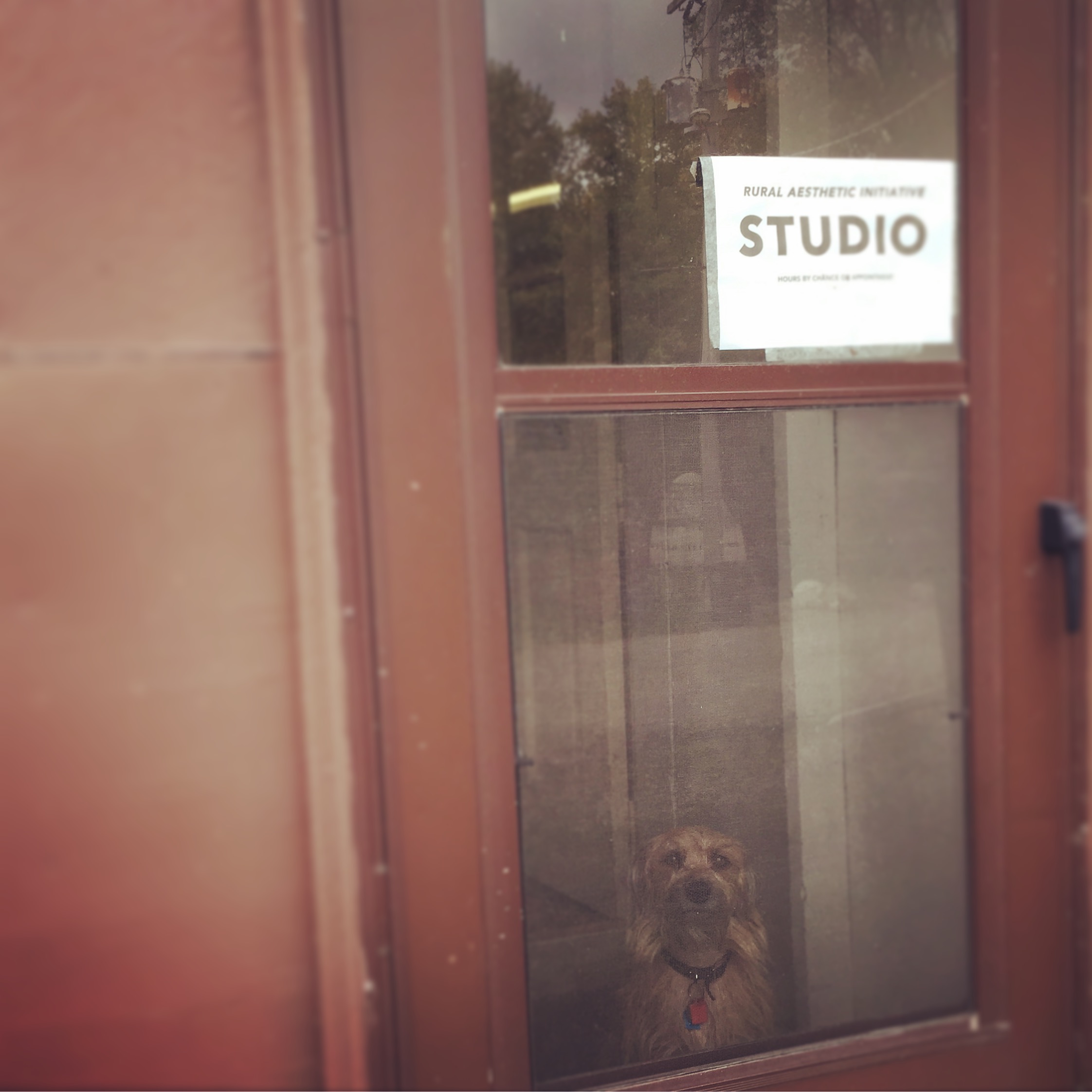 studio dog