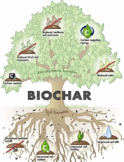 biochar tree.jpg