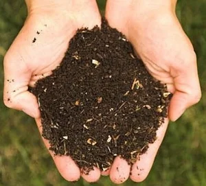 compost in hands.jpg