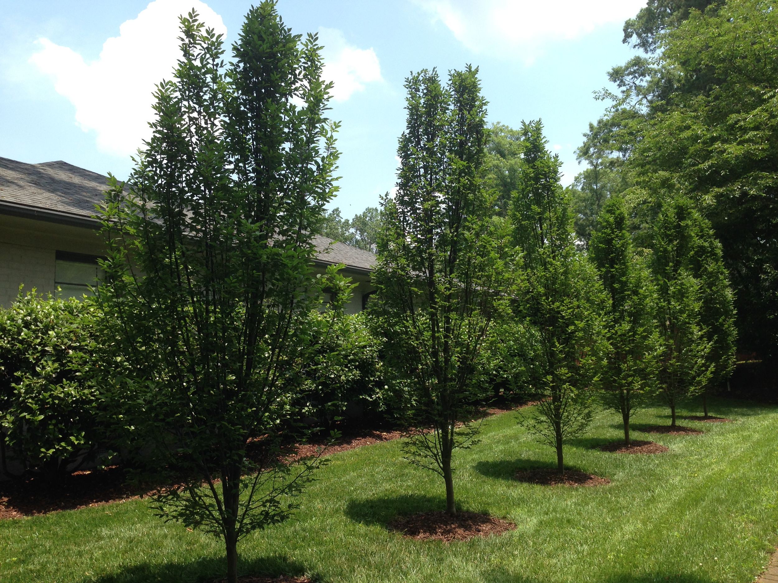 European Hornbeams