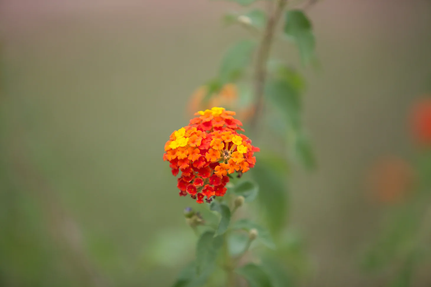 2014.08.31 Grenada Labor Day Edit 37.jpg