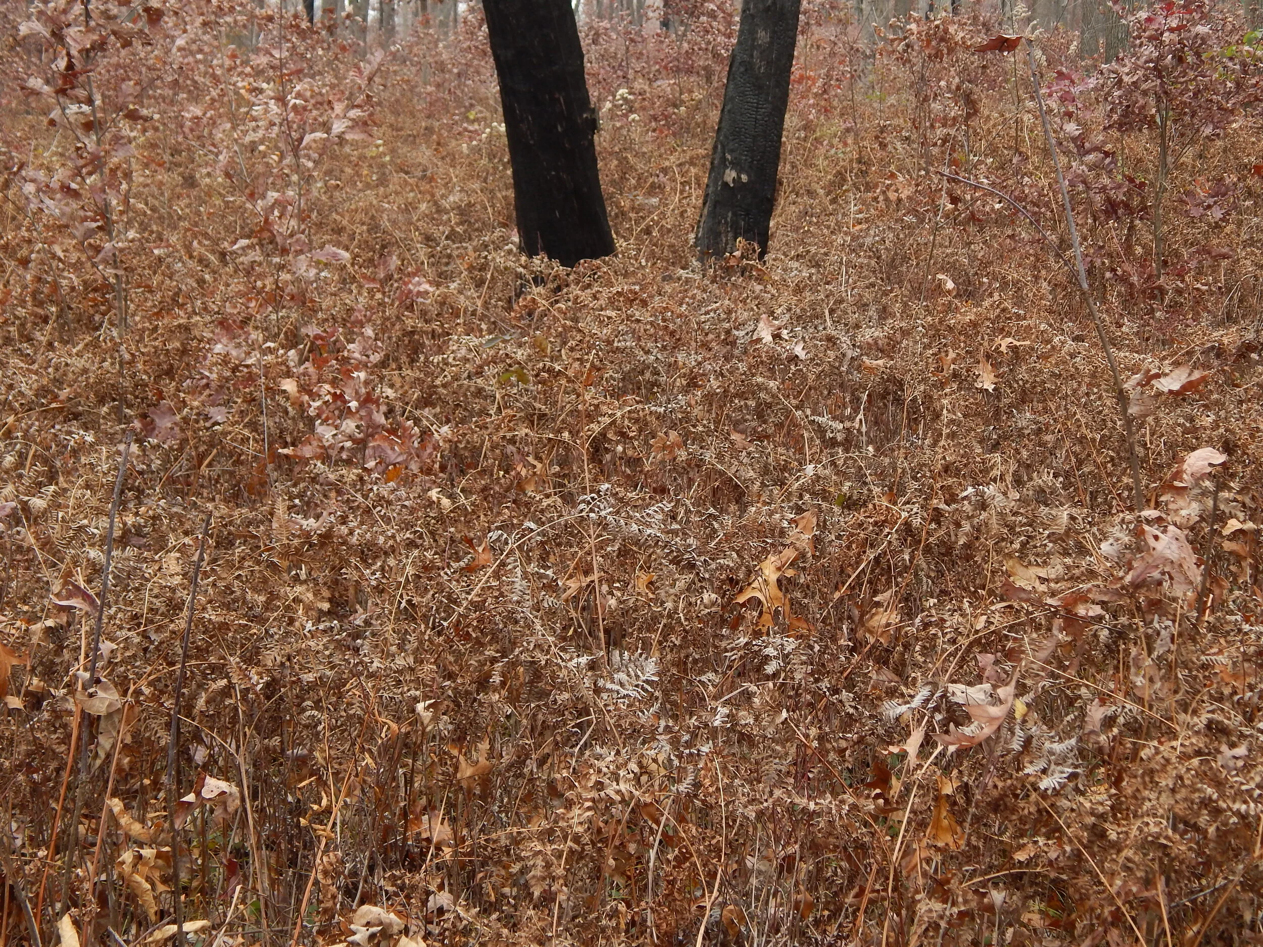 DSCN6105.JPG