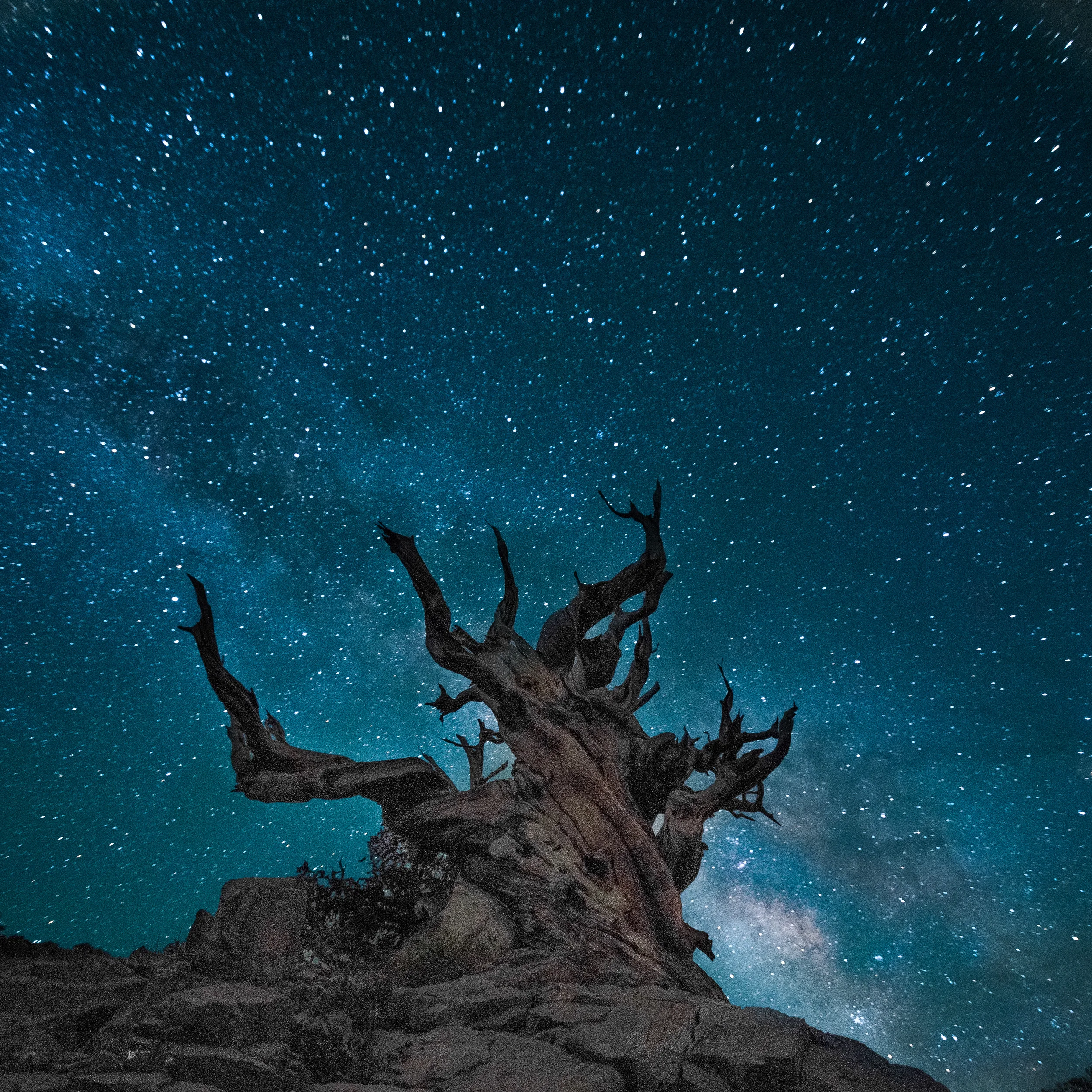 Bristlecone pine 3 (1 of 1).jpg