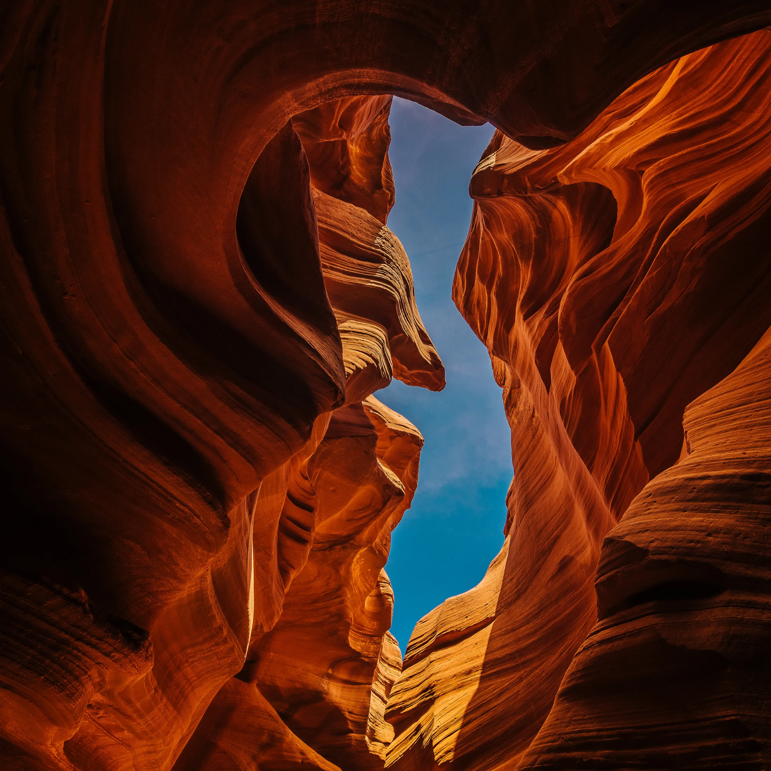 antelope (1 of 1).jpg