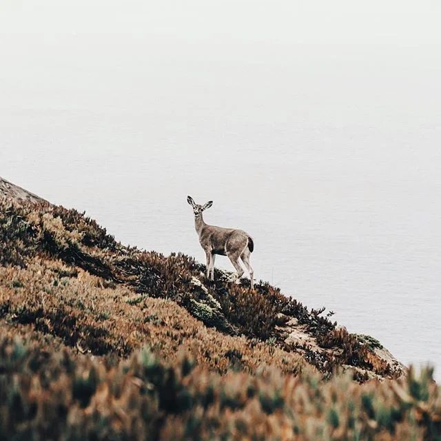 From one of those early mornings. Point Reyes, 2017.