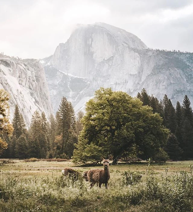 Waking up in Yosemite. #yosemite #yosemitenationalpark