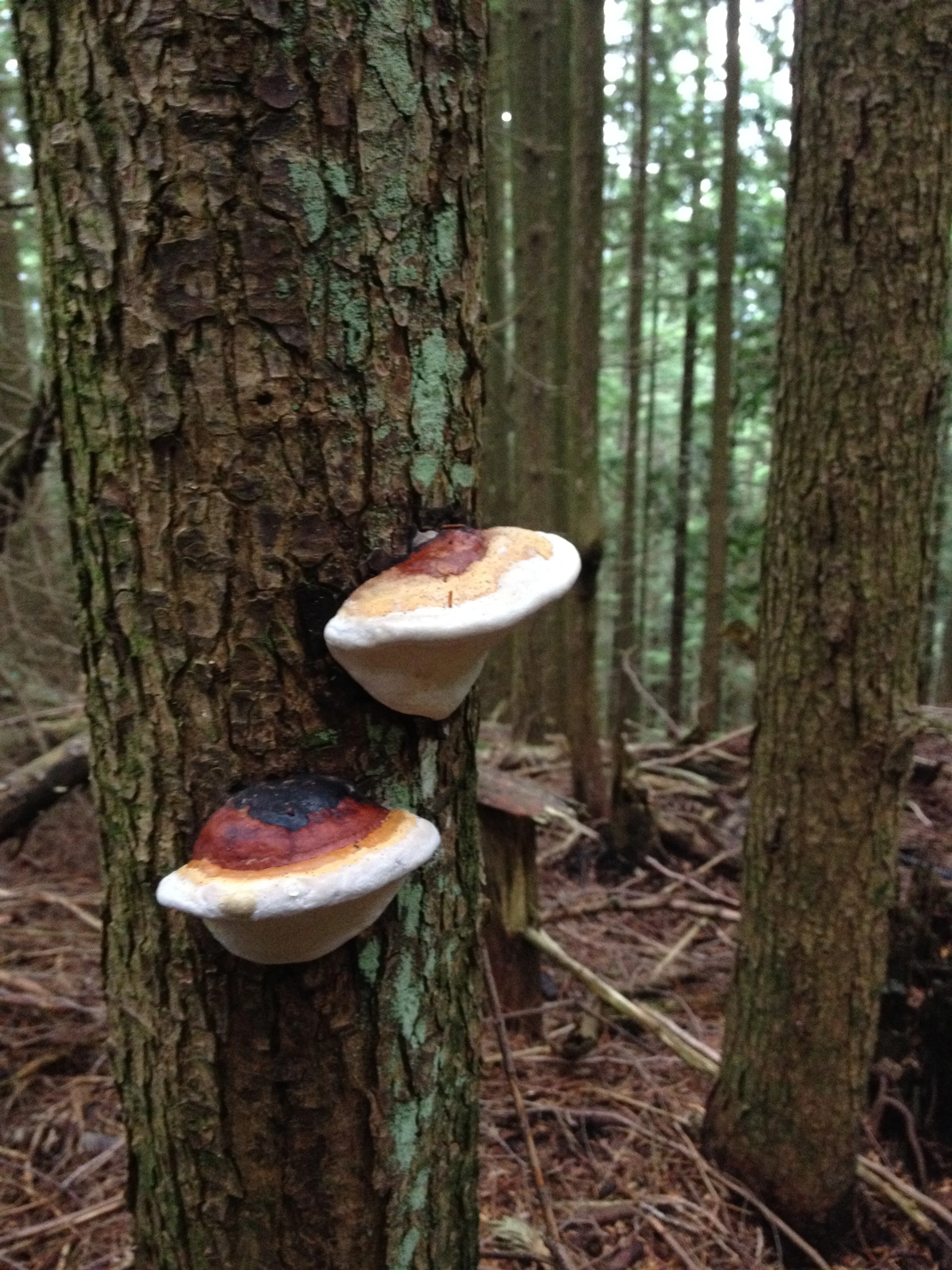 Klasika | Canadian Test Vandrs