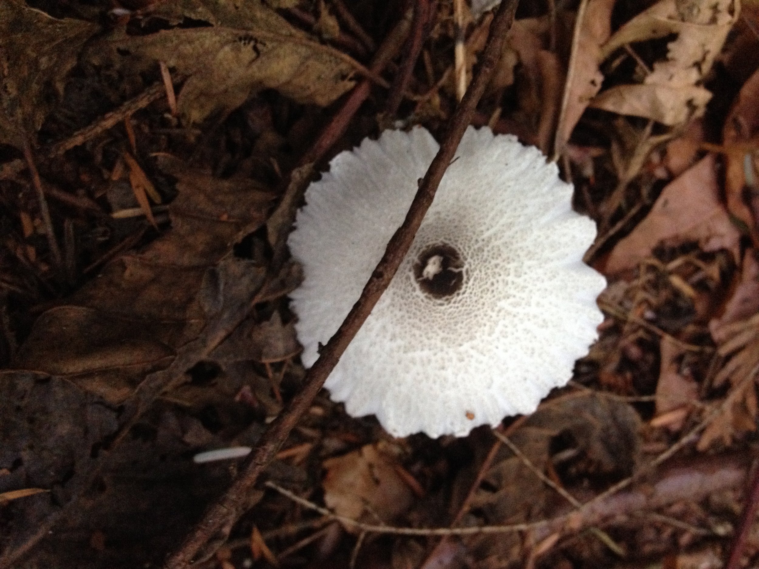 cute mushroom.JPG
