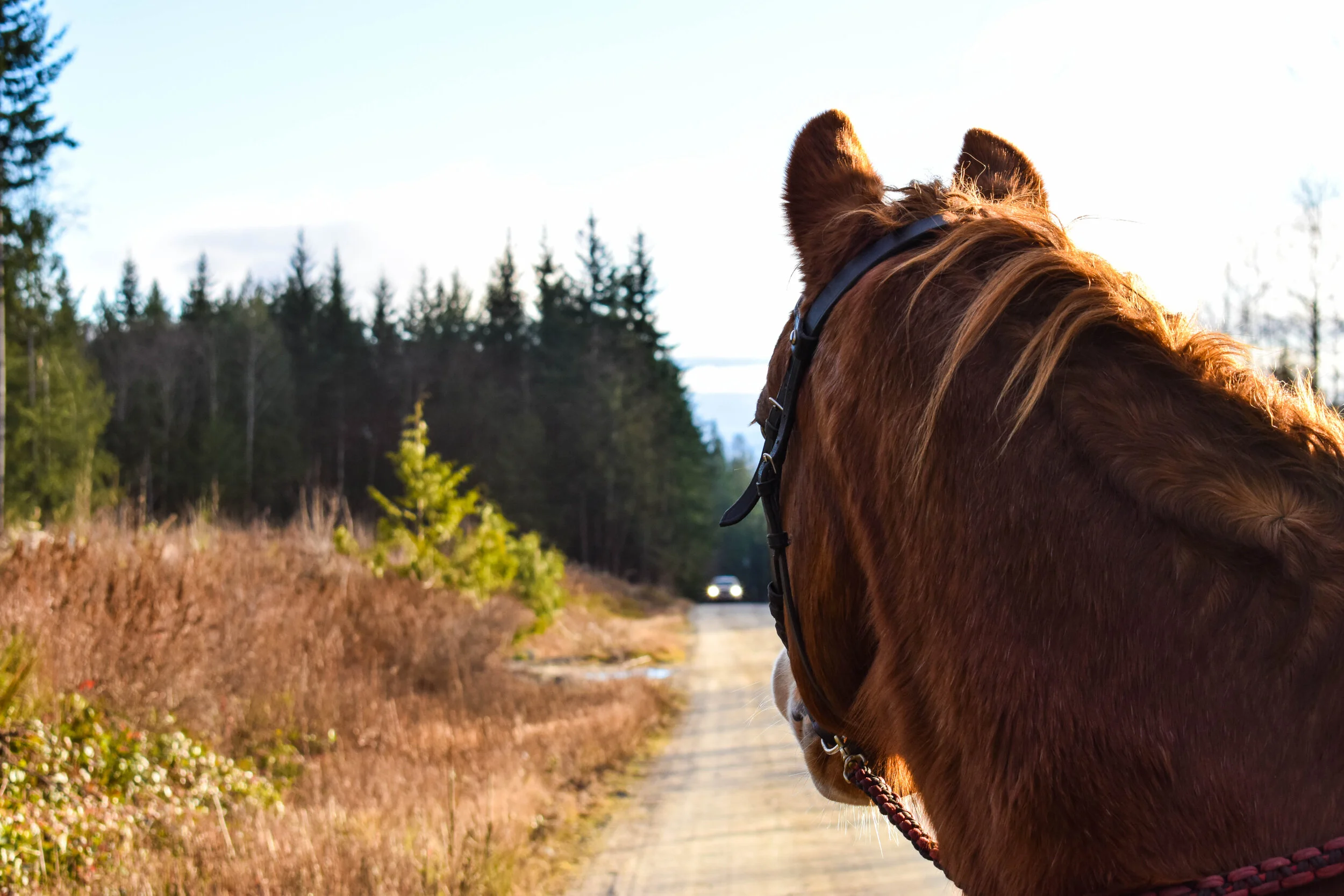 Prancer Website_January23 (16 of 37).jpg