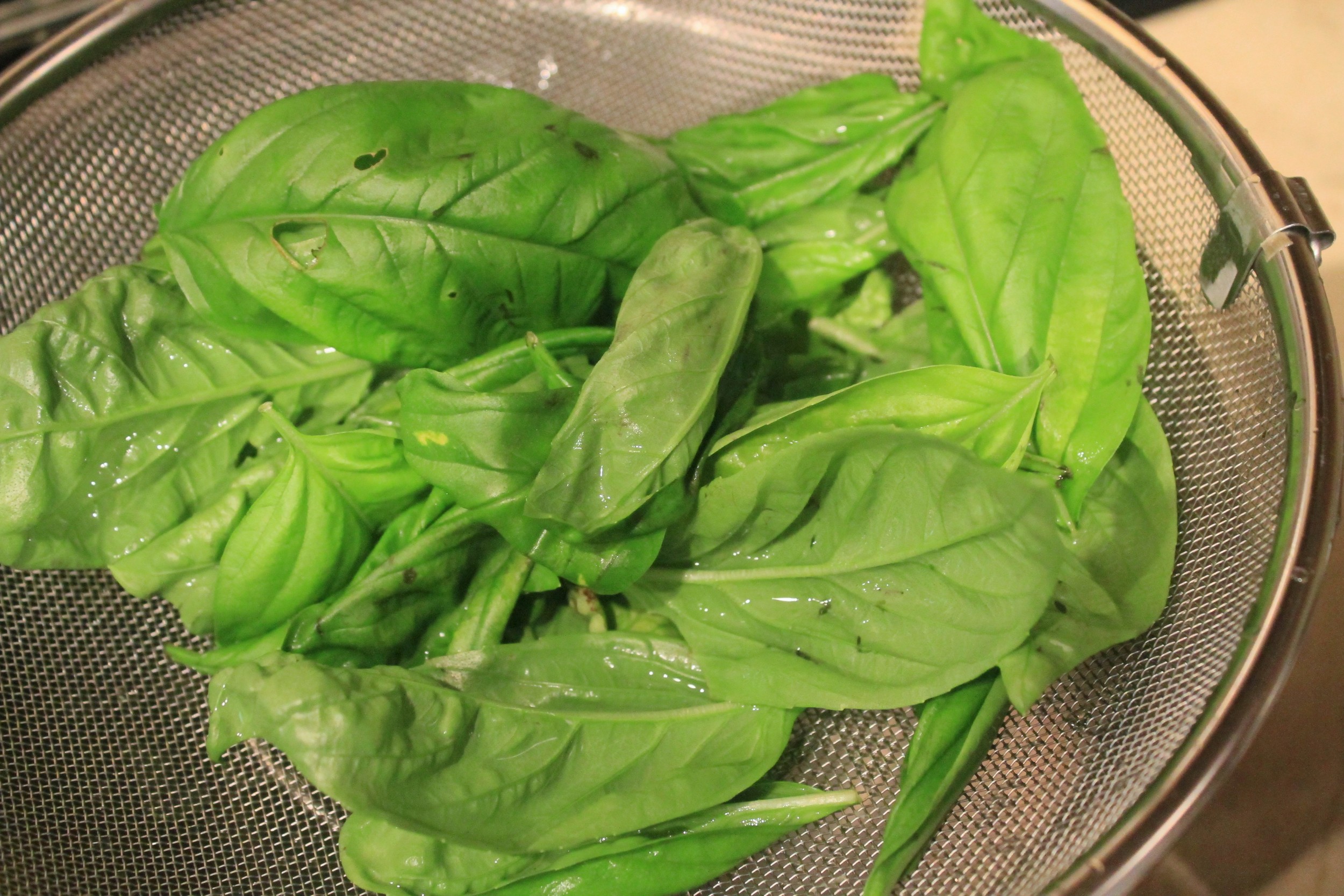 Fresh basil from the garden