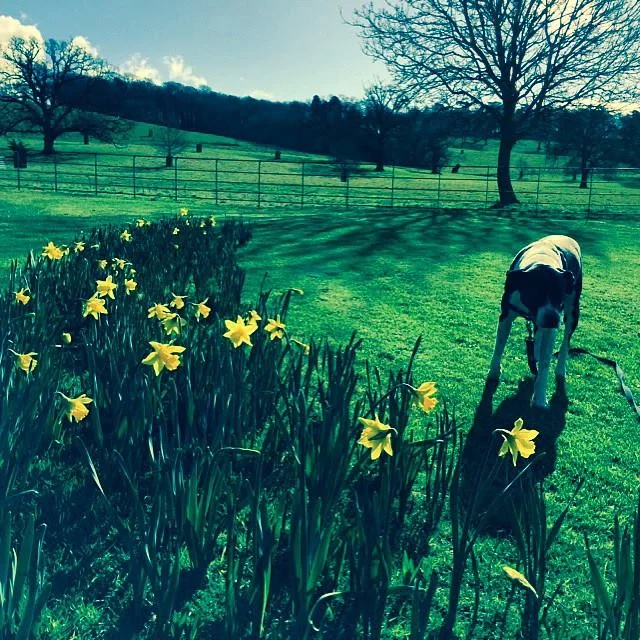 Astro enjoying daffodils in February!