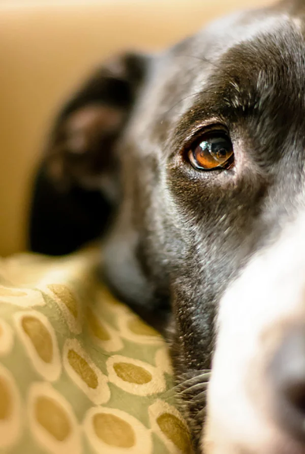 Astro the studio dog (Image: Ian Lowe)