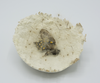 Kelly M O'Brien, One Meter Quadrat, (small bowl with butterfly OH). Mycelium, thistle seed heads, butterfly ©2021.png