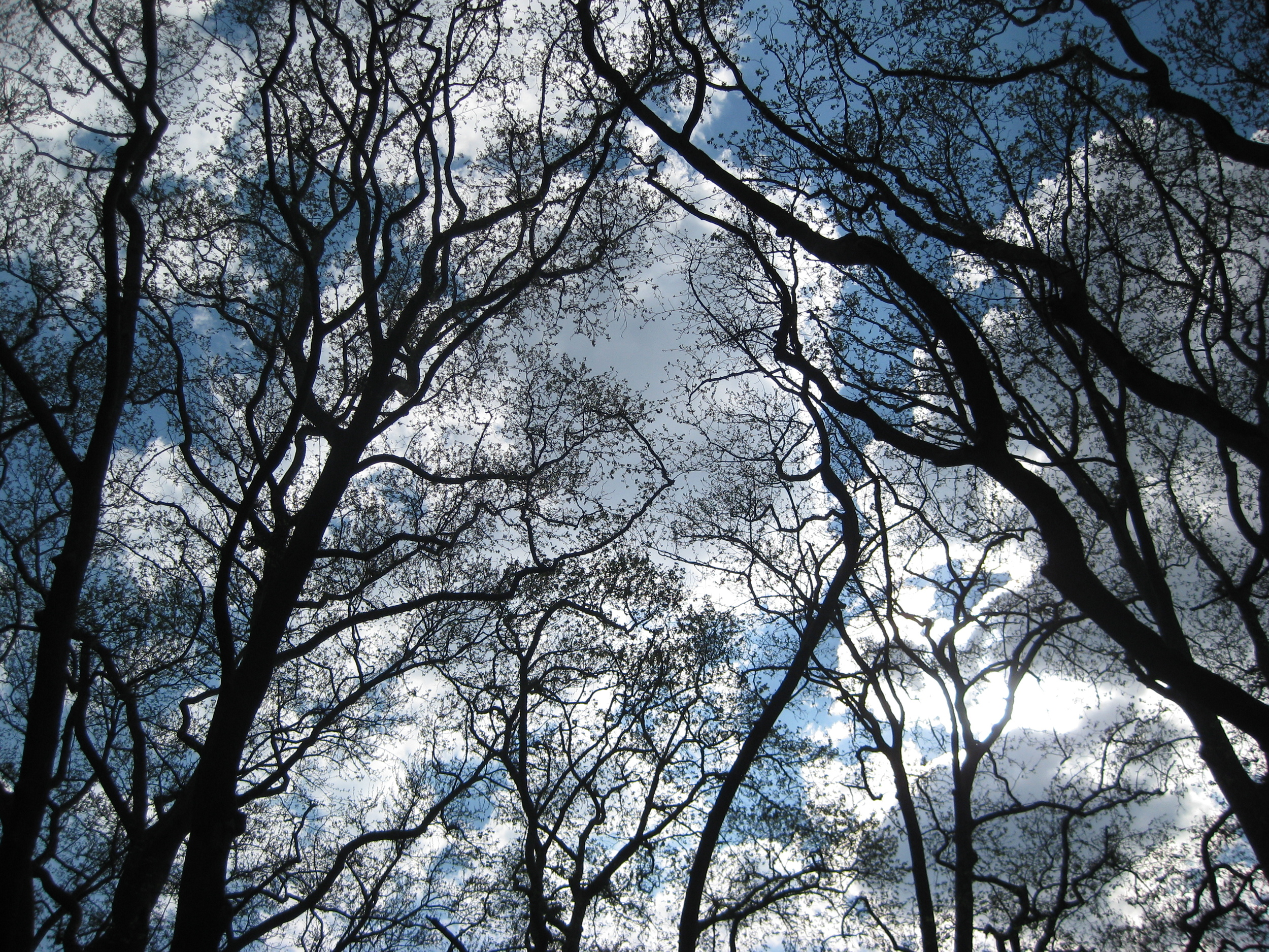 The woods surrounding the Vikos gorge