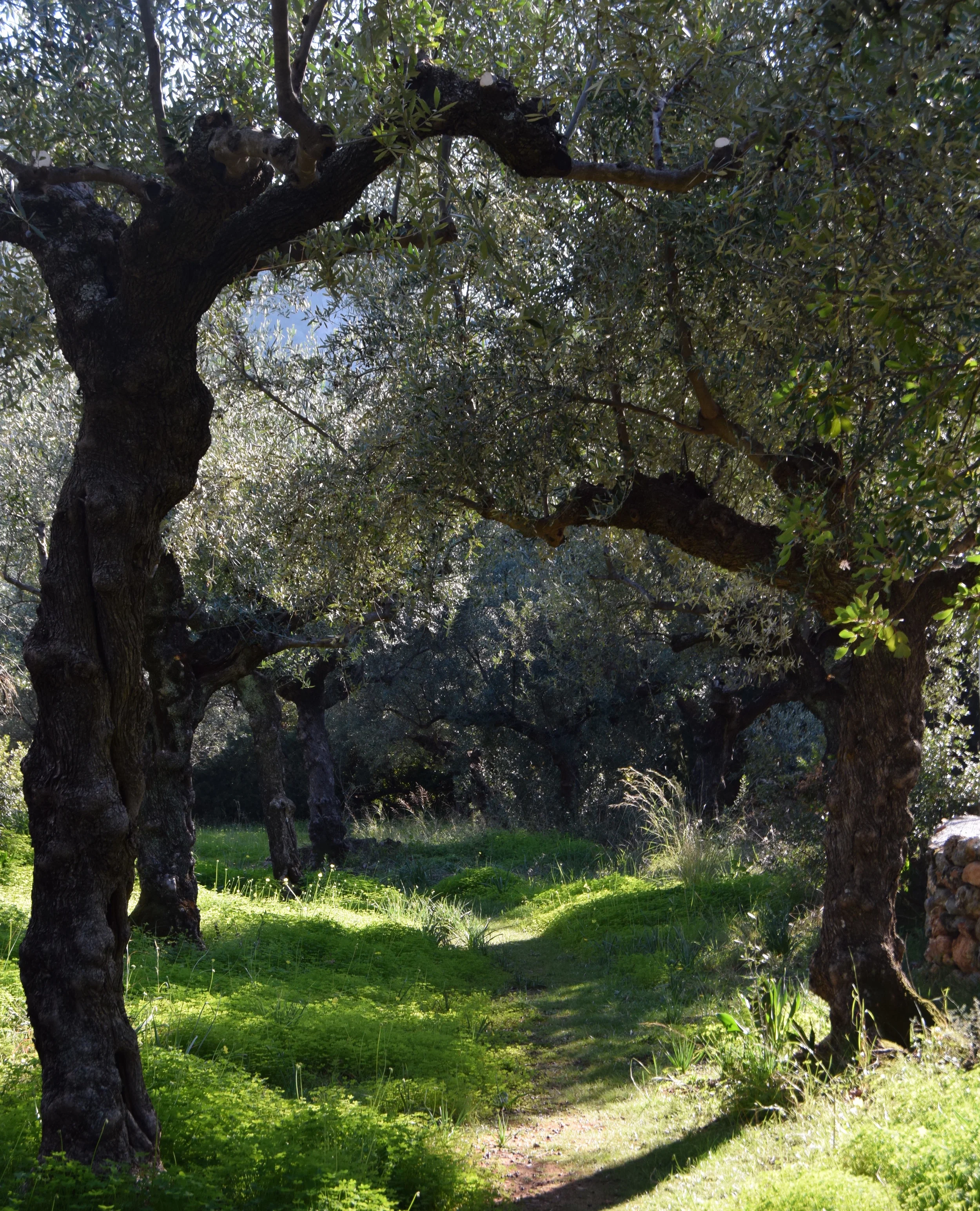 The path between the Hotel Kalamitsi and the Leigh Fermor's house