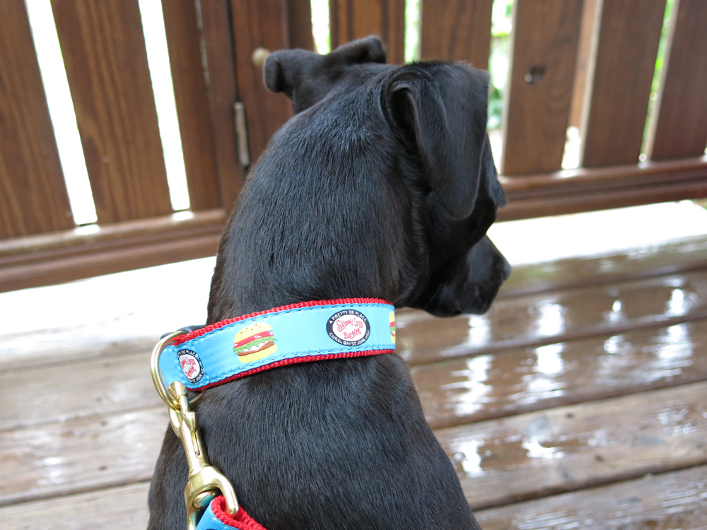 skinny dog collar 1.jpg